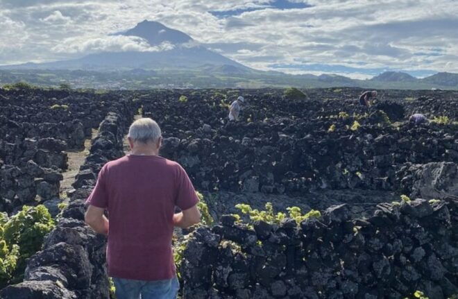 Luxury Wine Tasting at the Czar Pico Winery - Language Options
