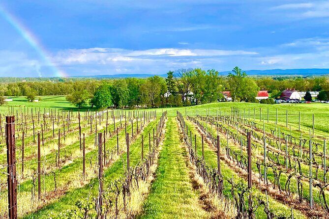 Luxury Wine Tour in Washington DC to Loudoun County Vineyards - Potential Drawbacks to Consider