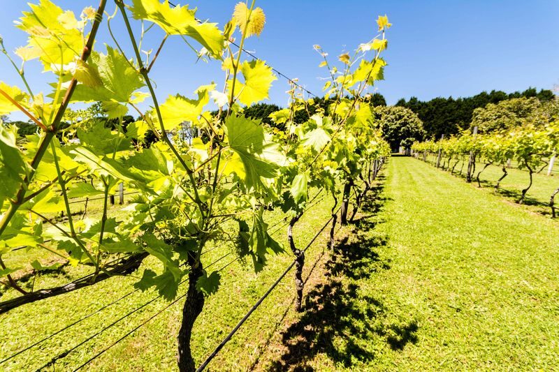 Luxury Winery Day Tour, with Lunch from Brisbane or Gold Coast - Lookouts and mountain weather