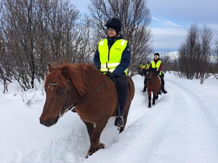Lyngen Horseback Winter Riding Experience - Lyngen Horse