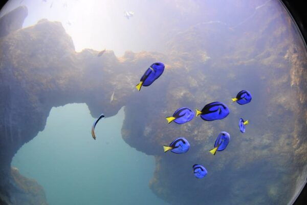 Lyon: Aquarium Entrance Ticket - Tips for a Great Visit