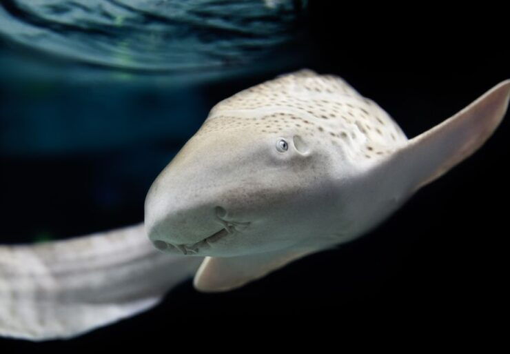 Lyon: Aquarium Entrance Ticket - Experience Highlights