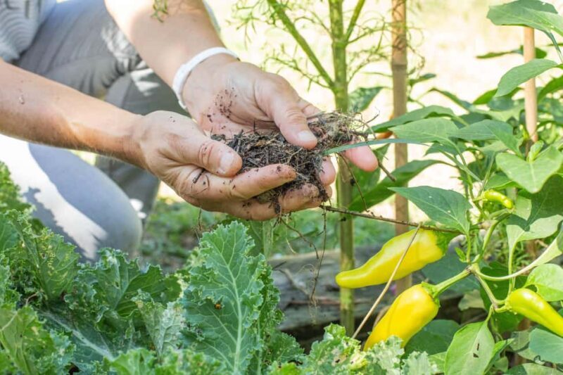 Lyon: Countryside Food Tour and Cooking Class with a Chef - Who Should Consider This Tour?
