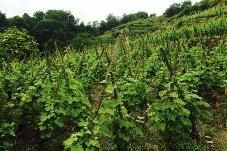 Lyon: Half-Day Côte-Rotie Wine Tasting Tour - Tour Details