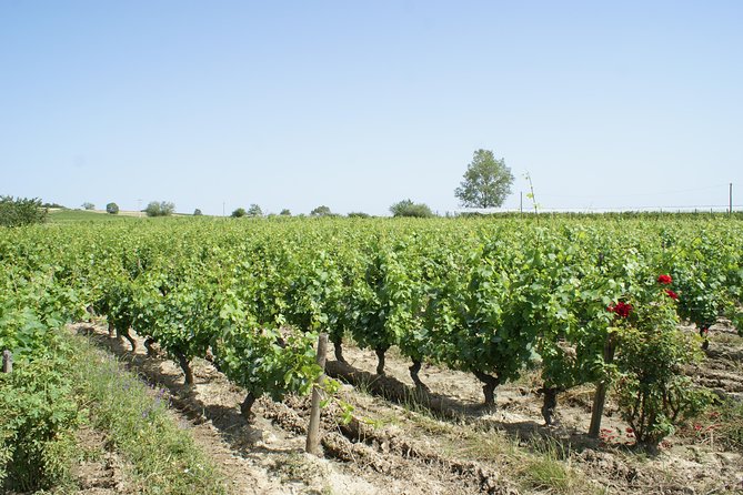 Lyon Local Wine Tasting - Additional Information