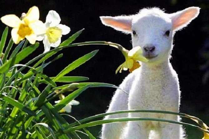 Lyttelton Cruise Excursions: Christchurch Sightseeing With Sheep Farm - Reviews