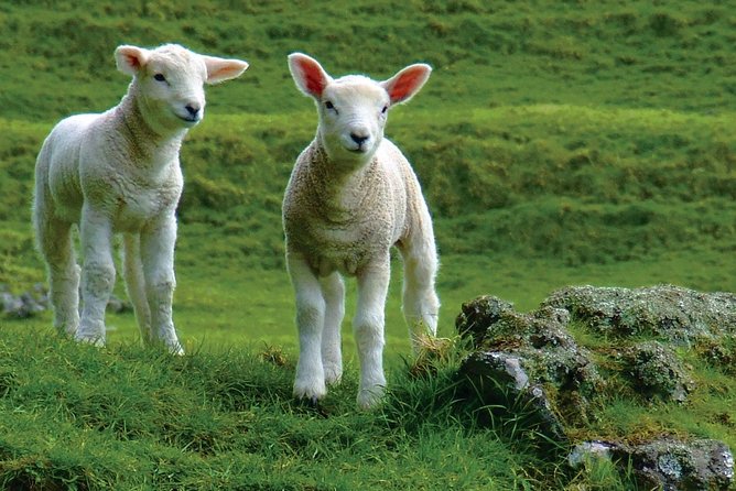 Lyttelton Shore Excursion: Arthurs Pass Day Tour - Customer Reviews and Ratings
