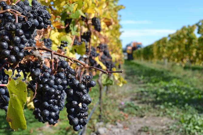 Lyttelton Shore Excursion - City Highlights & Waipara Wine Tour - Tour Overview