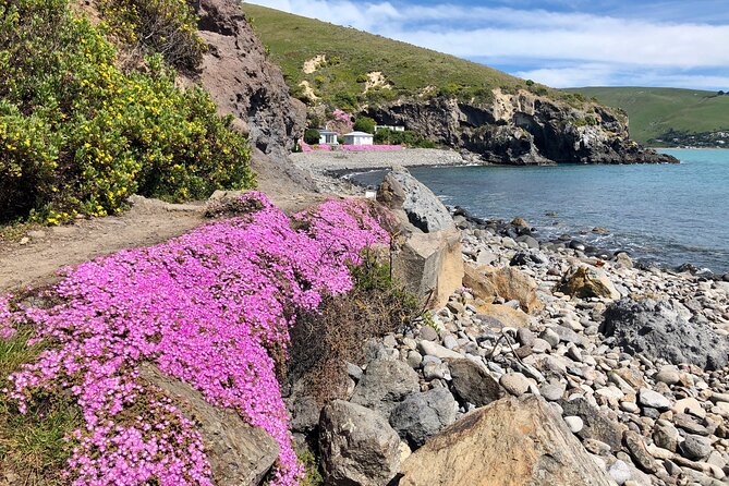 Lyttelton Shore Excursion - Guided Walking Tour and Picnic - Traveler Photos and Inspiration