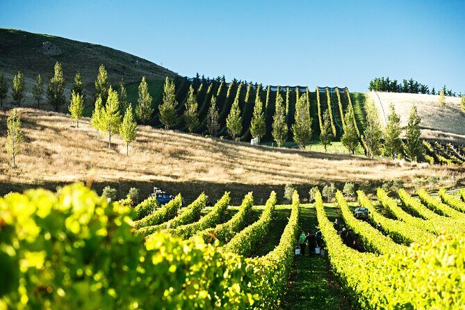 Lyttelton Shore Excursion: Waipara Valley Wine Tour with Lunch - In-Depth Look at the Waipara Valley Wine Tour Experience