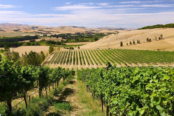 Lyttelton Shore Excursion: Waipara Valley Wine Tour with Lunch - The Sum Up