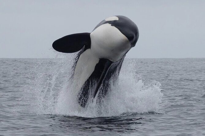 Lyttleton Port Excursion Day Tour 3 options for Cruise travelers - Good To Know