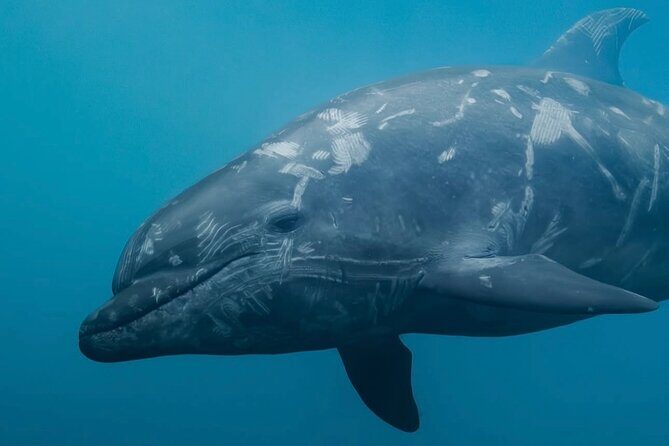 Lyttleton Port Excursion Day Tour 3 options for Cruise travelers - What Makes This Tour Stand Out