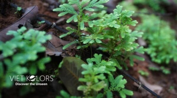 Ma Da Tropical Forest Trekking & Tri An Lake Paddleboarding - Frequently Asked Questions