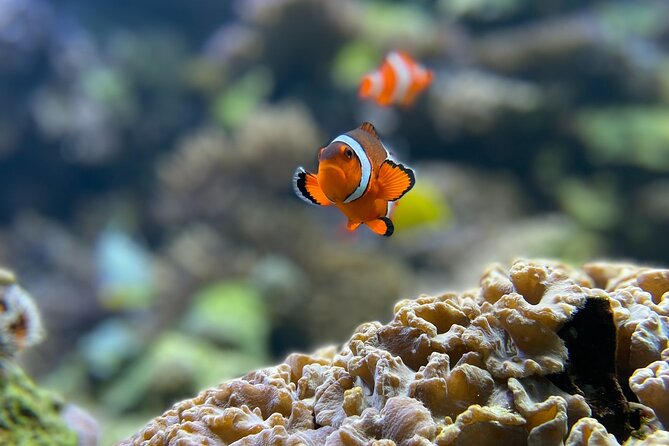 Maafushi: Full Day Snorkeling and Island Hopping Experience - Itinerary Overview