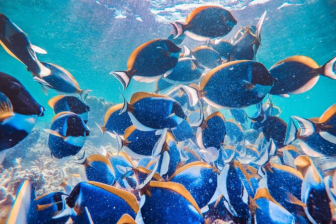 Maafushi: Snorkeling in Maldives Half Day Trip - Pricing Information