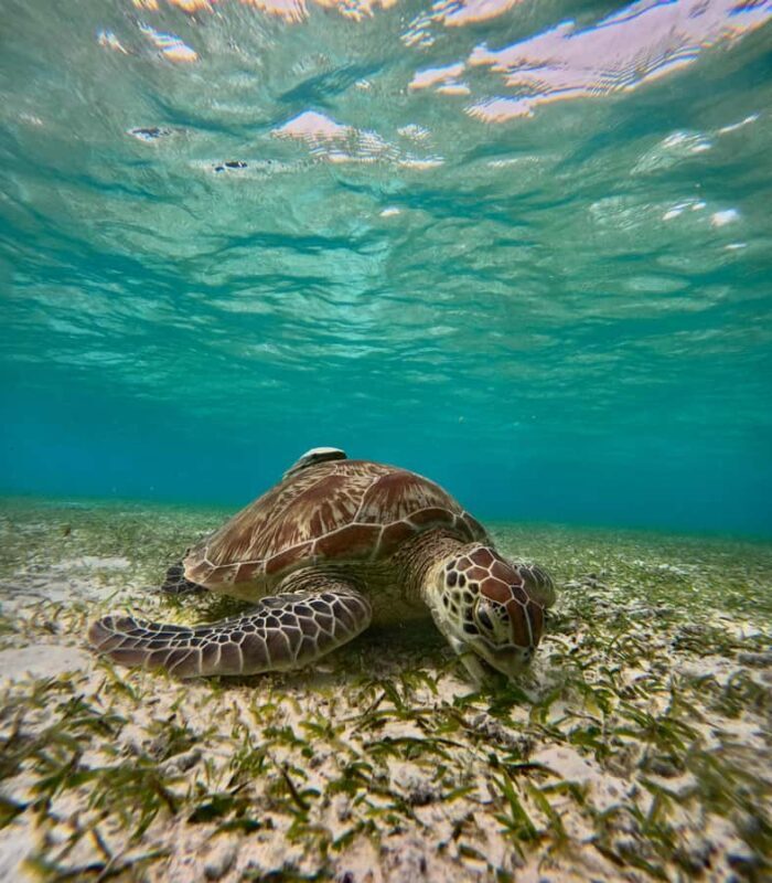 Maafushi: Turtles, Dolphins, and Coral Reef Adventure - Exploring the Itinerary