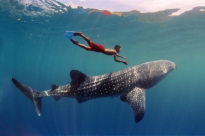 Maafushi: Whale Sharks & Manta Rays Snorkeling With Dolphin Watching - Good To Know