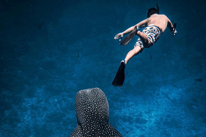 Maafushi: Whale Sharks & Manta Rays Snorkeling With Dolphin Watching - Meeting and Pickup Information