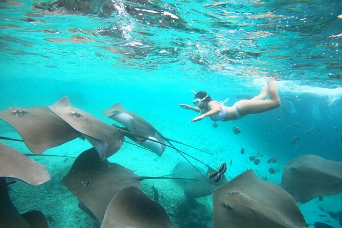 Maafushi: Whale Sharks & Manta Rays Snorkeling With Dolphin Watching - Start Time and Additional Info