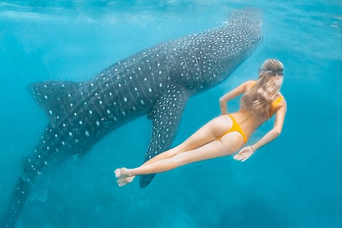 Maafushi: Whale Sharks & Manta Rays Snorkeling With Dolphin Watching - What To Expect