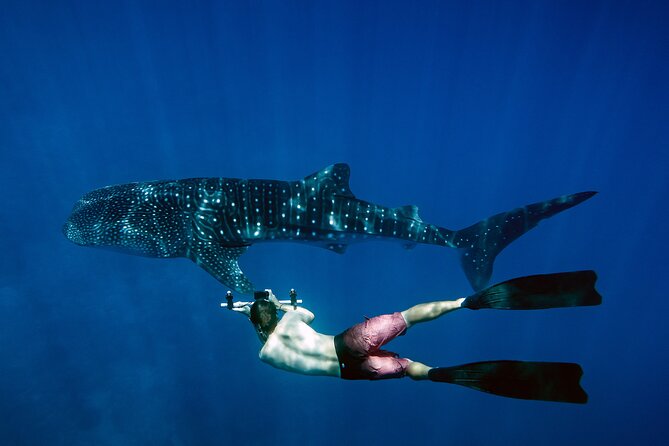 Maafushi: Whale Sharks & Manta Rays Snorkeling With Dolphin Watching - Cancellation Policy