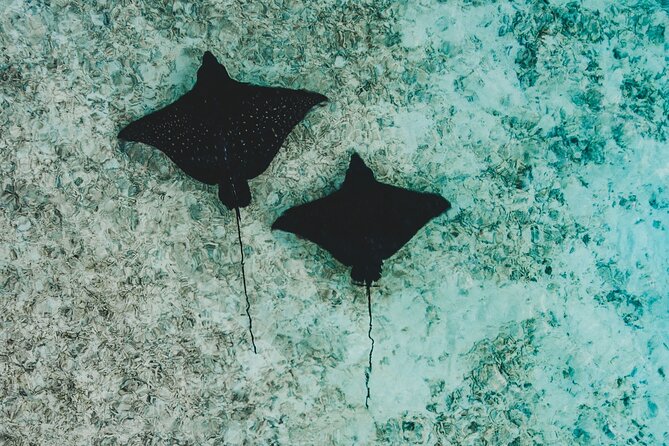 Maafushi: Whale Sharks & Manta Rays Snorkeling With Dolphin Watching - Price and Availability