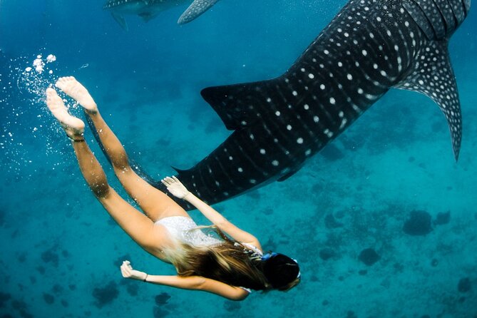 Maafushi: Whale Sharks & Manta Rays Snorkeling With Dolphin Watching - Reviews and Operator Information