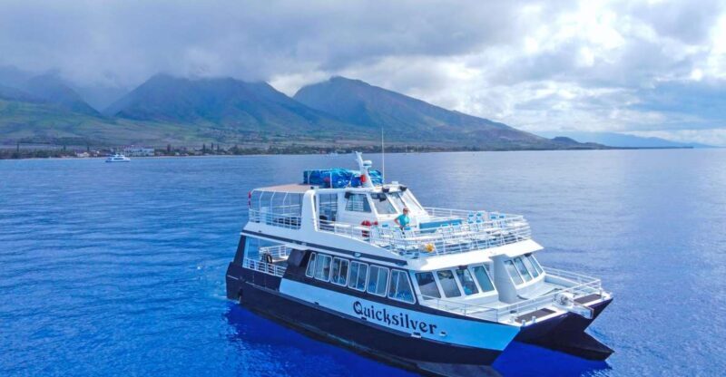 Ma'alaea Harbor: Whale Watching Tour Aboard Power Catamaran - What to Expect from the Maalaea Whale Watching Tour