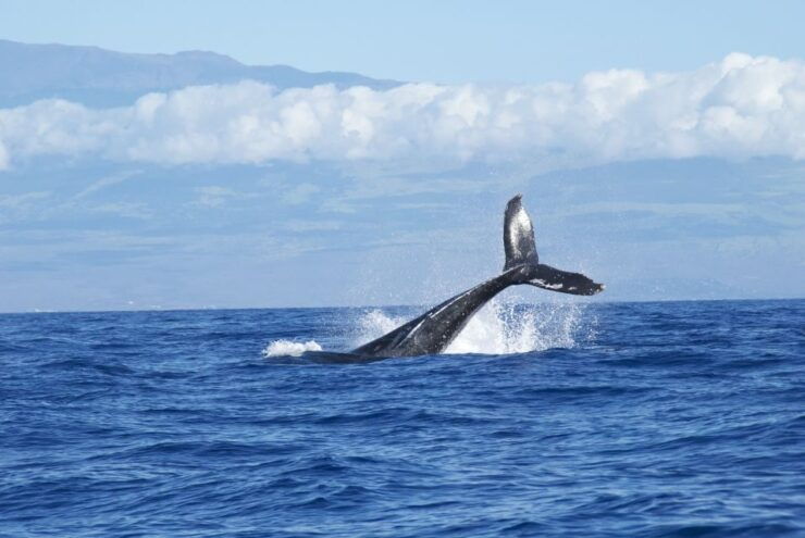 Maalaea Whale Watch 2 Hour: (Small Group Only 6 Passengers) - Whale Watching Experience
