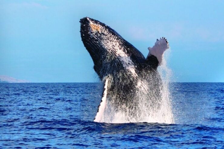Maalaea Whale Watch 2 Hour: (Small Group Only 6 Passengers) - Ocean Stewardship and Cultural Significance