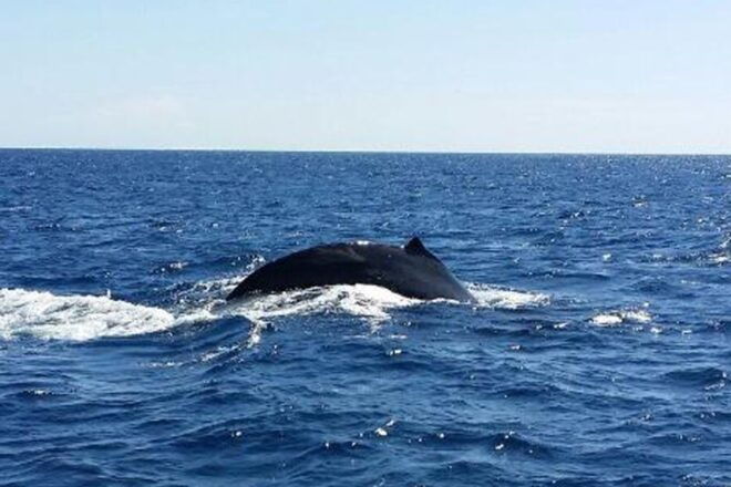Maalaea Whale Watch 2 Hour: (Small Group Only 6 Passengers) - Reservation and Payment Options