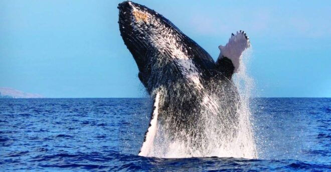 Maalaea Whale Watch 2 Hour: (Small Group Only 6 Passengers) - Tour Details and Pricing