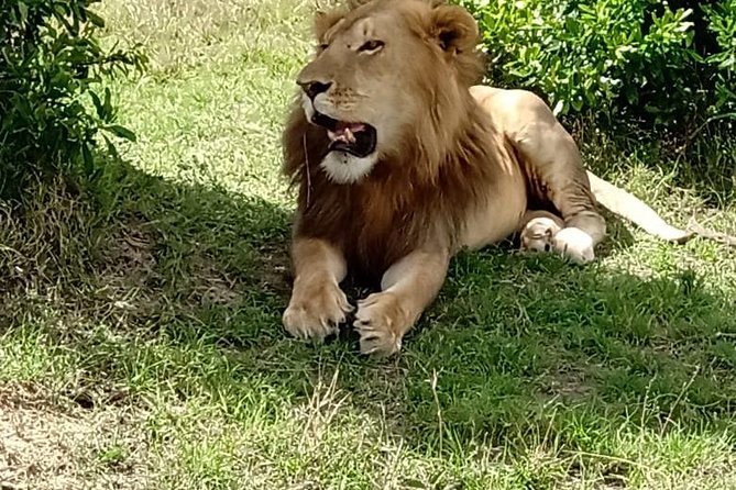 Maasai Mara Game Reserve - Meeting and Pickup Details