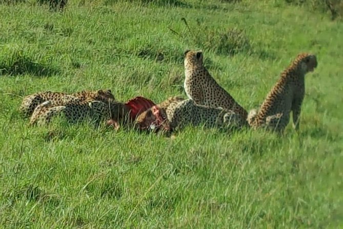 Maasai Mara Game Reserve - Pricing and Reviews