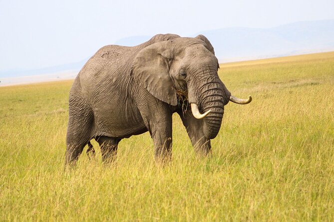 Maasai Mara National Reserve 5 Days 4nights - Tour Overview