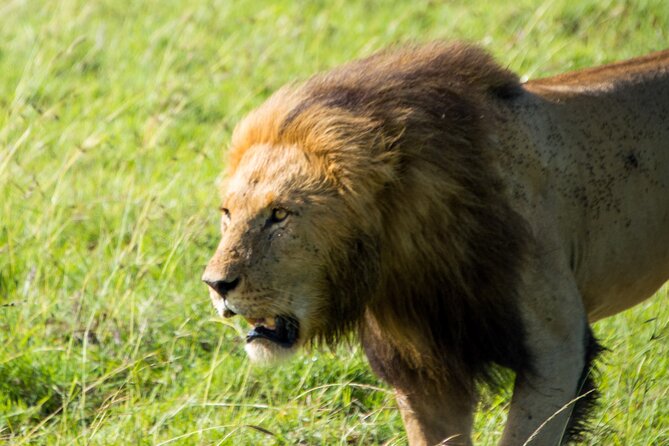 Maasai Mara National Reserve 5 Days 4nights - Accommodation Options