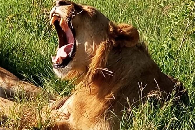 Maasai Mara National Reserve 5 Days 4nights - Additional Activities Available