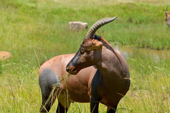 Maasai Mara National Reserve 5 Days 4nights - Pickup and Logistics