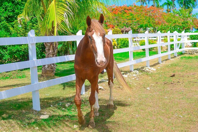 Macao Adventure Park Zipline, Buggy Ride, Cave Swim with Lunch - Final Thoughts