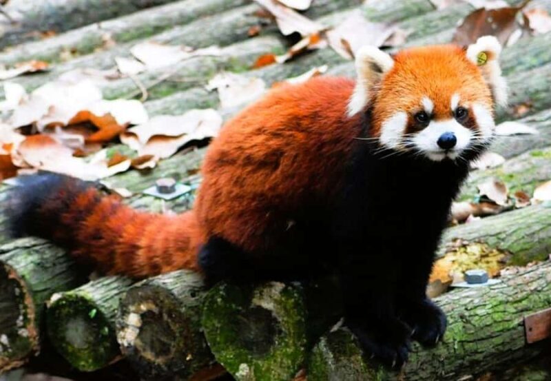 Macau Tour : Pickup + Red Panda + Insurance + Drop-off Hotel - Practical Tips for Your Macau Tour