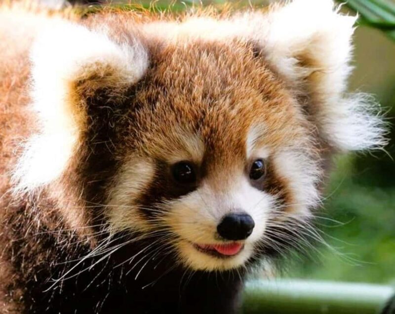 Macau Tour : Pickup + Red Panda + Insurance + Drop-off Hotel - FAQ