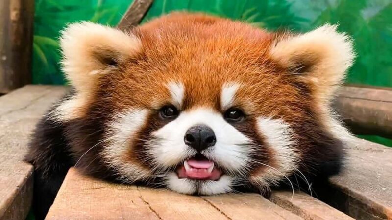 Macau Tour : Pickup + Red Panda + Insurance + Drop-off Hotel - Good To Know