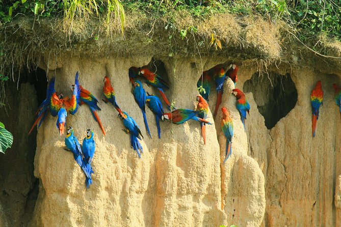 Macaw Collpa & Sandoval Lake 4 Days / 3 Nights - Common Questions