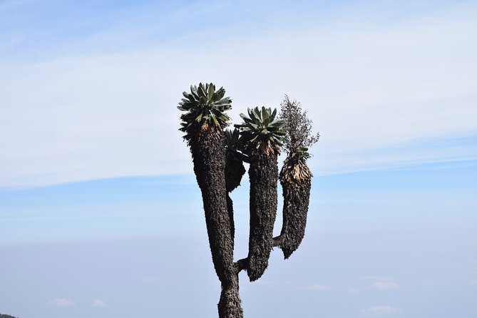 Machame Route 7 Days 6 Nights /Kilimanjaro Climb - Inclusions and Fees