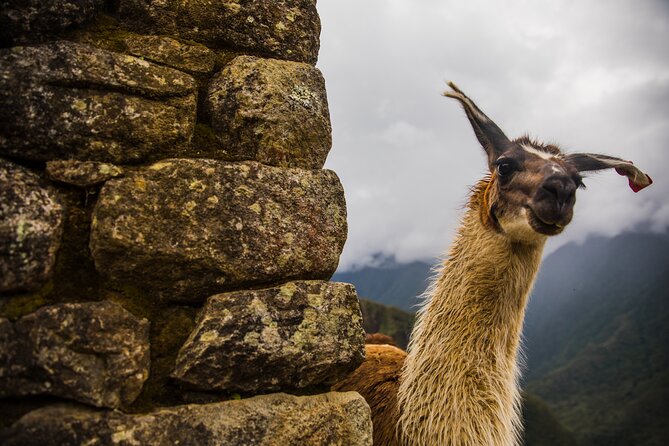 Machu Picchu Day Trip by Train From Cusco - The Sum Up