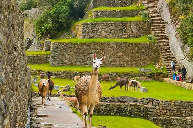 Machu Picchu Day Trip From Ollantaytambo & Urubamba - Important Additional Details