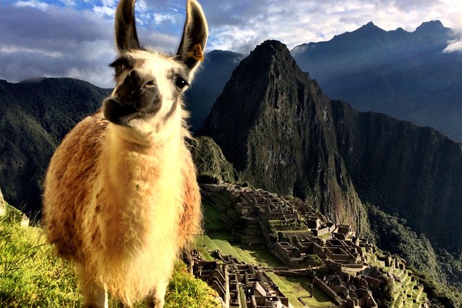 MACHU PICCHU Full Day - Interacting With Llamas