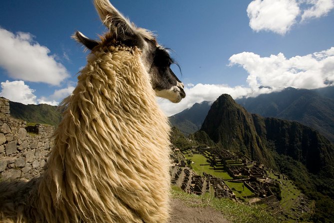 Machu Picchu Private Guided Tour From Aguas Calientes - Positive Reviews of Tour Guides