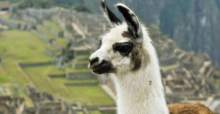 Machupicchu and Rainbow Mountain Tour 2 Days - 1 Night - Booking and Logistics